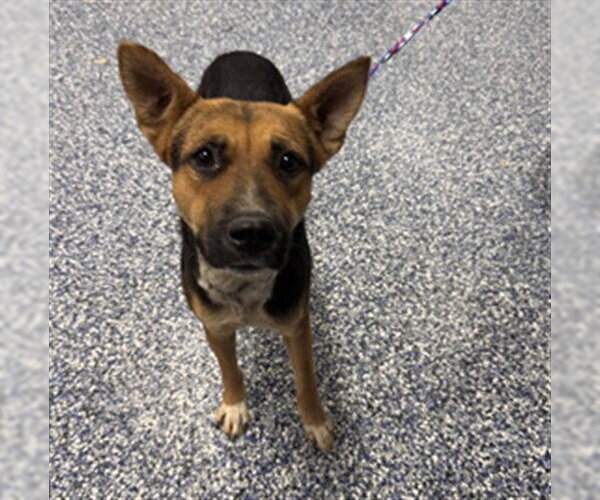 Medium Photo #1 German Shepherd Dog-Unknown Mix Puppy For Sale in Riverside, CA, USA