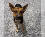 Small German Shepherd Dog Mix