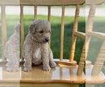 Small Photo #20 Goldendoodle Puppy For Sale in MARYVILLE, MO, USA