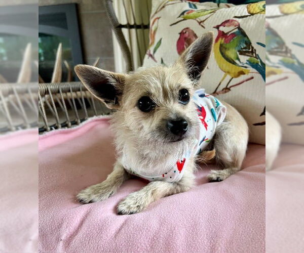 Medium Photo #2 Chihuahua-Unknown Mix Puppy For Sale in Bellevue, WA, USA