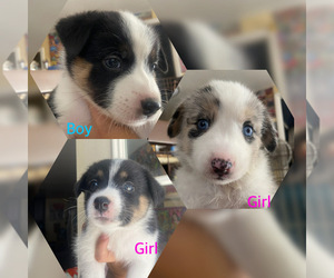 Alaskan Husky-Australian Shepherd Mix Puppy for sale in BAKERSFIELD, CA, USA