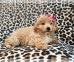 Small Photo #16 Bichpoo Puppy For Sale in LAKELAND, FL, USA