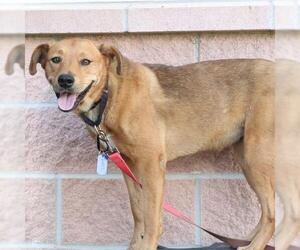Black Mouth Cur-Unknown Mix Dogs for adoption in San Antonio, TX, USA