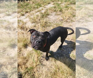 Aeris - Male Mutt Dog for Adoption - Photo #3