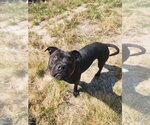 Small Photo #3 Mutt Puppy For Sale in Evansville, IN, USA