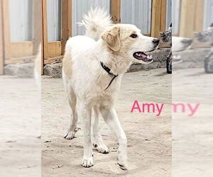 Australian Shepherd-Great Pyrenees Mix Dogs for adoption in Wakefield, RI, USA