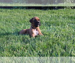 Small #4 Boxer