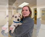 Small #6 Shih Tzu Mix