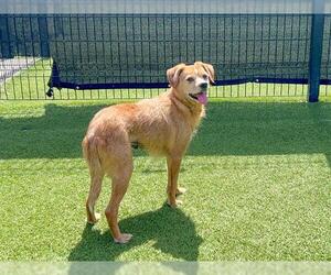 Beagle-Unknown Mix Dogs for adoption in Orange, CA, USA