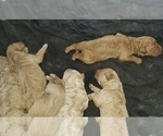 Small Photo #3 Goldendoodle Puppy For Sale in AGOURA HILLS, CA, USA