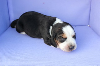 Beagle Puppy for sale in POTTERSVILLE, MO, USA