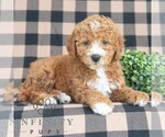 Small Goldendoodle (Miniature)