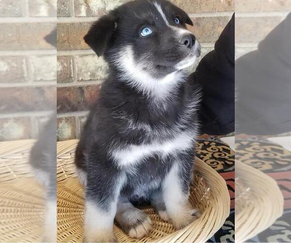 Medium Photo #2 German Shepherd Dog-Siberian Husky Mix Puppy For Sale in NEOSHO, MO, USA