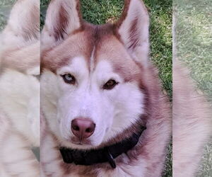 Sev - Male Siberian Husky Dog for Adoption - Photo #2