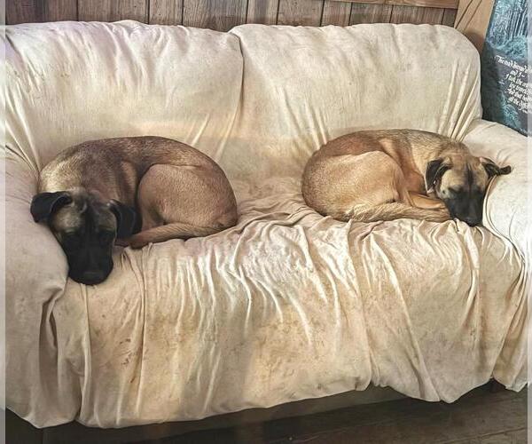 Medium Photo #9 Mutt Puppy For Sale in Rootstown, OH, USA