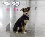 Small Photo #3 Pembroke Welsh Corgi-Unknown Mix Puppy For Sale in Lee's Summit, MO, USA