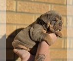 Small #9 Bulldog