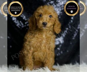 Goldendoodle (Miniature) Puppy for sale in WARSAW, IN, USA