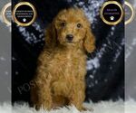 Small Goldendoodle (Miniature)
