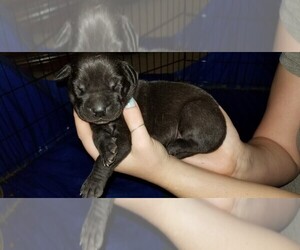 Daniff-Mastiff Mix Puppy for sale in GEORGETOWN, CO, USA