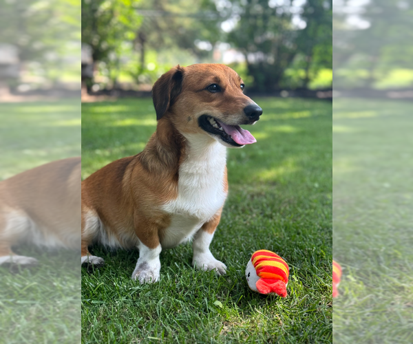 Medium Photo #2 Dachshund Puppy For Sale in Sioux Falls, SD, USA