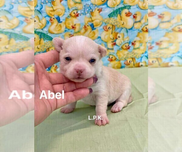 Medium Photo #2 Chihuahua Puppy For Sale in WINNSBORO, LA, USA