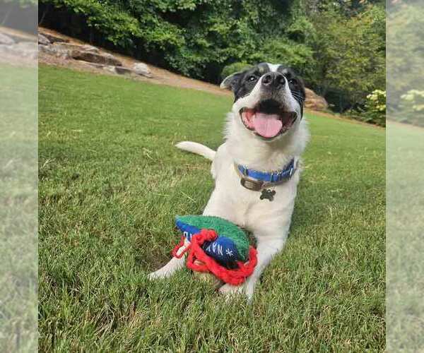 Medium Photo #7 Border Collie-Unknown Mix Puppy For Sale in Kennesaw, GA, USA