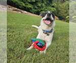 Small #6 Border Collie Mix