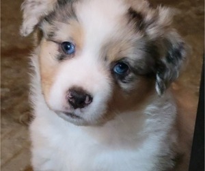 Medium Australian Shepherd
