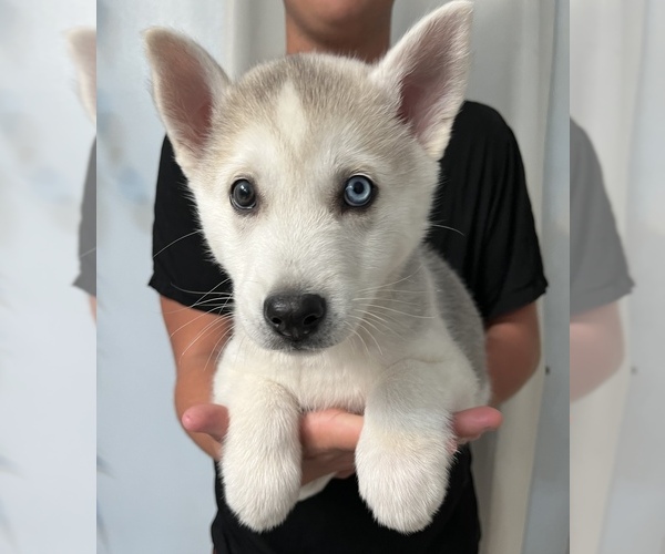 Medium Photo #1 Alaskan Husky-Alaskan Malamute Mix Puppy For Sale in APPLE VALLEY, CA, USA