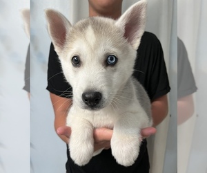 Alaskan Husky-Alaskan Malamute Mix Puppy for sale in APPLE VALLEY, CA, USA