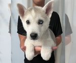 Small Alaskan Husky-Alaskan Malamute Mix