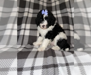 Sheepadoodle Puppy for Sale in ANDERSON, Indiana USA