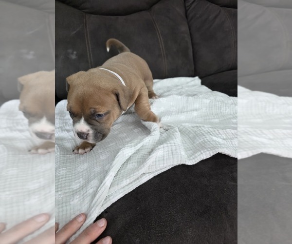 Medium Photo #5 American Bully Puppy For Sale in PADUCAH, KY, USA