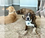 Small #1 American Staffordshire Terrier-Boxer Mix