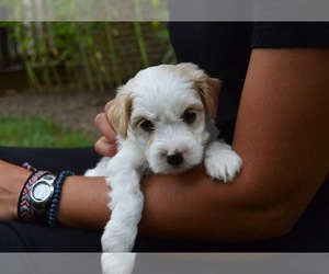 Coton de Tulear Puppy for sale in GORDONVILLE, PA, USA