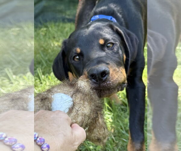 Medium Photo #4 Rottweiler Puppy For Sale in Mooresville, NC, USA