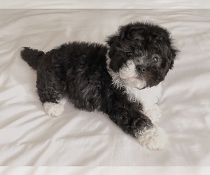 ShihPoo Puppy for sale in PORT HUENEME, CA, USA