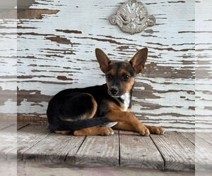 Chipin Dogs for adoption in Carrollton, TX, USA