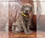 Puppy Yellow Collar F Cane Corso