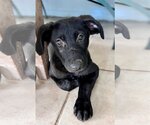 Small Photo #7 Labrador Retriever-Unknown Mix Puppy For Sale in Tampa, FL, USA