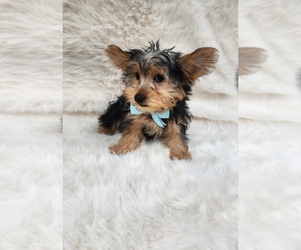 Medium Photo #3 Morkie Puppy For Sale in INDIANAPOLIS, IN, USA
