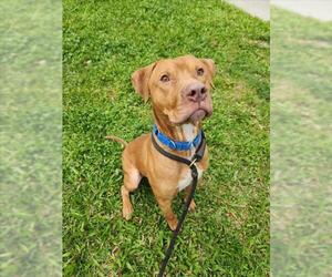 American Pit Bull Terrier Dogs for adoption in Vero Beach, FL, USA