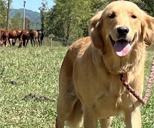 Mother of the Golden Retriever puppies born on 10/17/2026
