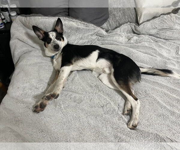Medium Photo #2 Mutt Puppy For Sale in Sandy, UT, USA