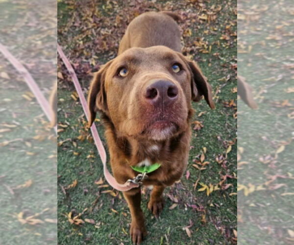 Medium Photo #2 Labrador Retriever-Unknown Mix Puppy For Sale in Lakewood, CO, USA