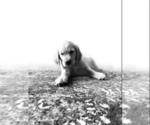 Small Photo #4 Golden Retriever Puppy For Sale in STOCKTON, CA, USA