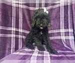Image preview for Ad Listing. Nickname: Snookie