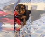 Small Photo #2 Yorkshire Terrier Puppy For Sale in AKRON, OH, USA