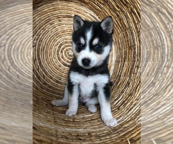 Medium Photo #2 Alaskan Klee Kai Puppy For Sale in CROSSTOWN, OH, USA